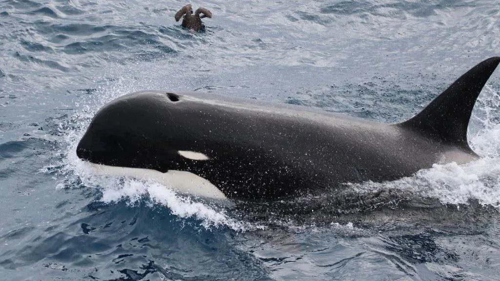 photo_5118518389180664690_y